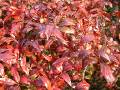 Nandina dwarf